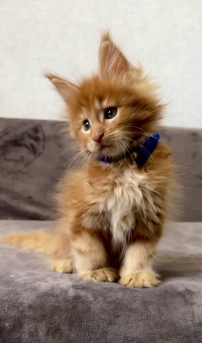 Котята мейн-кун