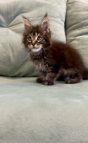 Котята мейн-кун