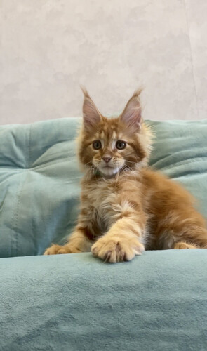 Котята мейн-кун